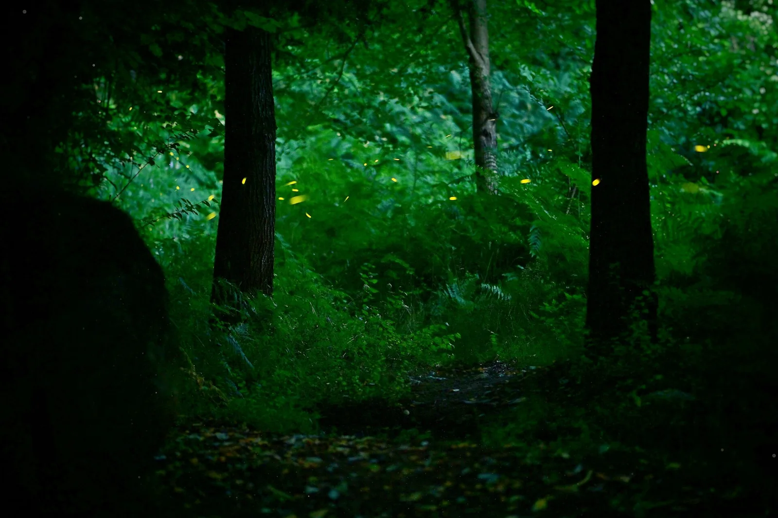 Firefly trails glowing between trees in a dark forest.