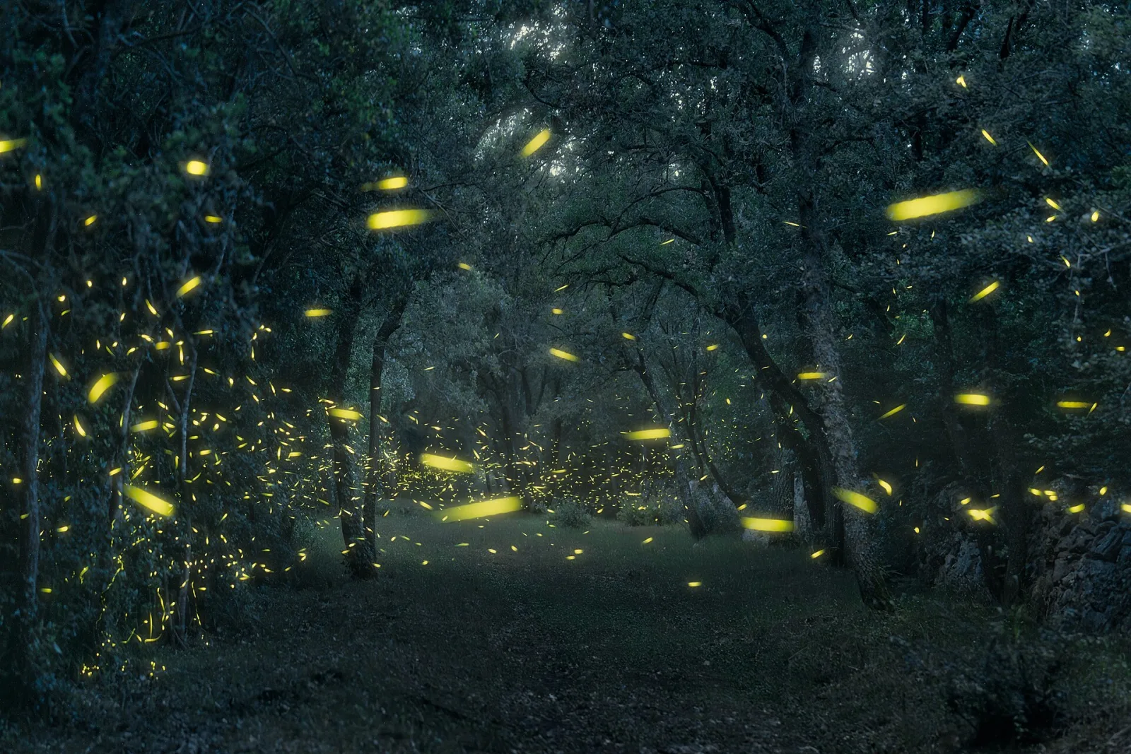 Golden firefly trails glowing across a shadowed woodland.
