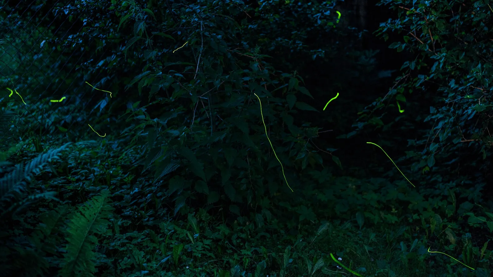 Small green firefly trails above ferns after dark.