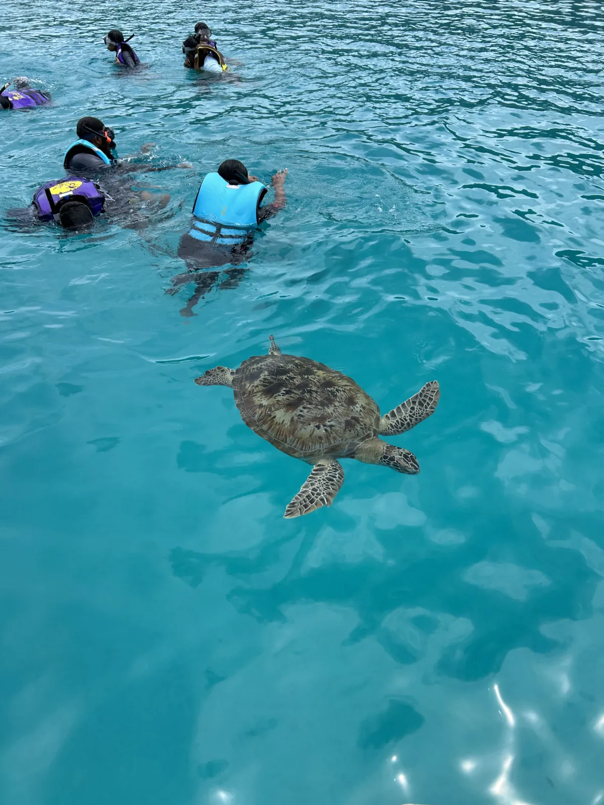 A sea turtle swimming in clear water while snorkellers observe from a distance.