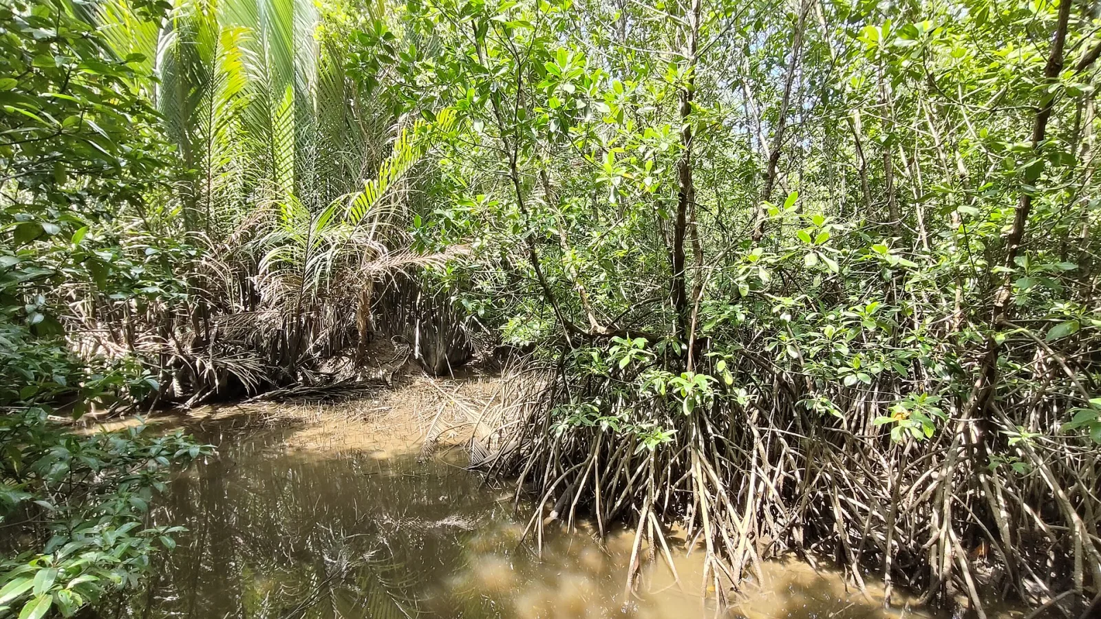 Mangrove roots and a narrow water channel in Setiu Wetlands.
