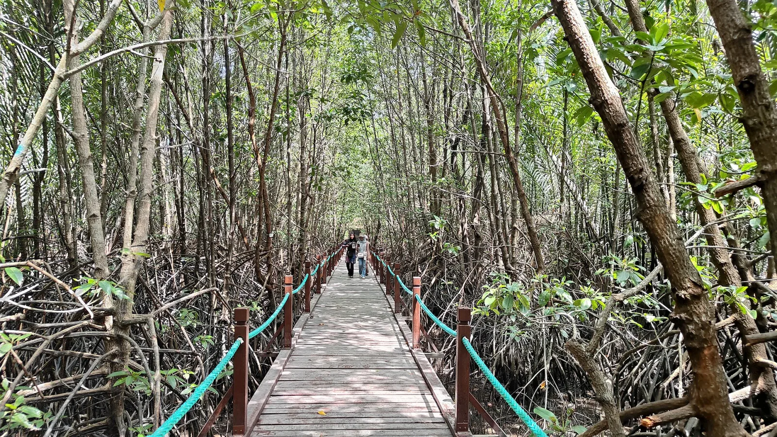 A wooden boardwalk winding through Setiu mangrove forest.